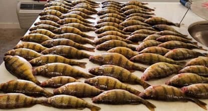 Guided Perch Charters