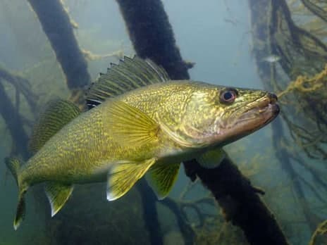 Detroit River Walleye