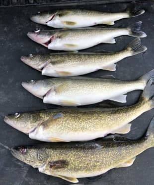 Walleye Fishing in Detroit